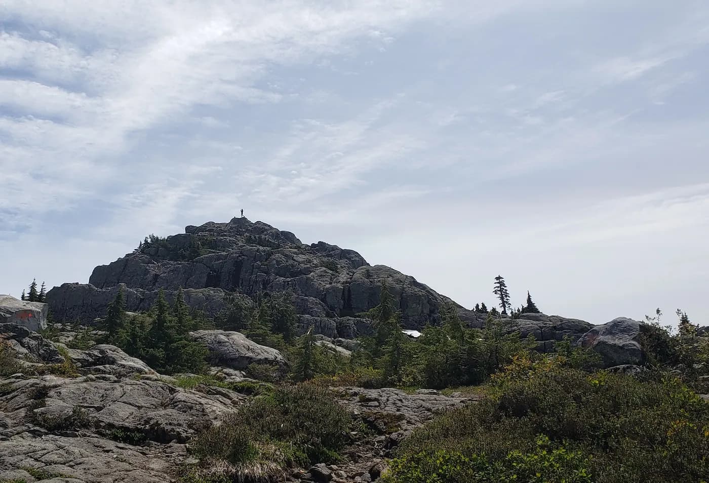 Alpine meadow and trees on Mt. Seymour