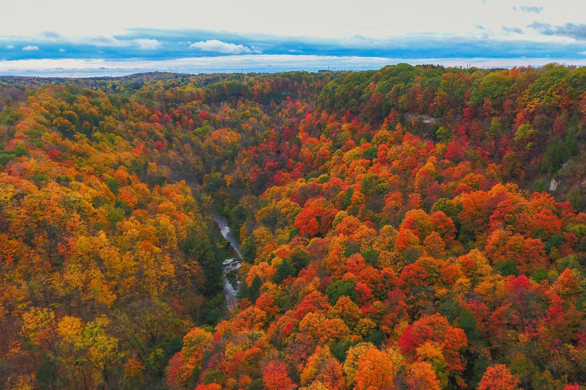 The wooded valley at Dundas Valley Conservation Area