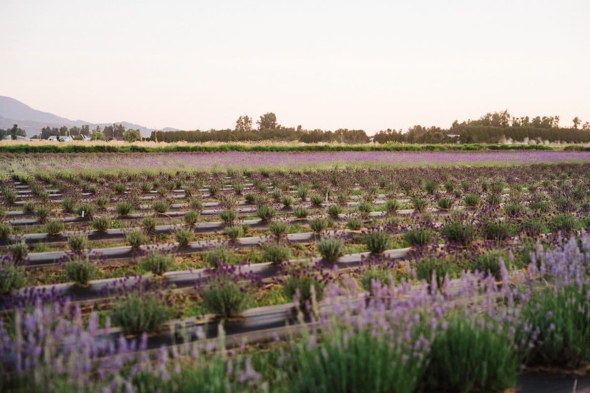 Lavender rows at Lakeland Flowers in Abbotsford