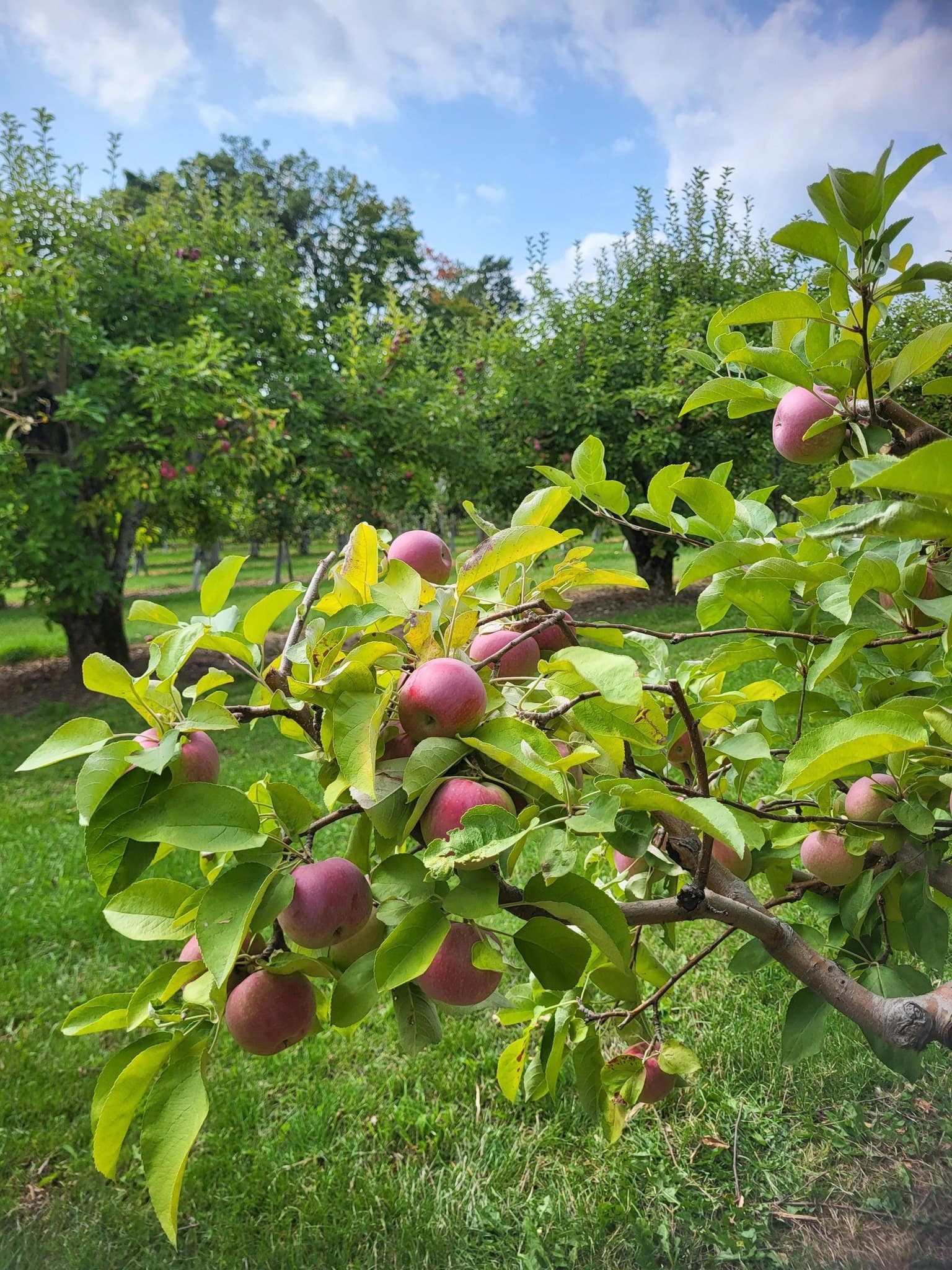 A branch heavy with red apples in a Caledon orchard, rows of trees behind it