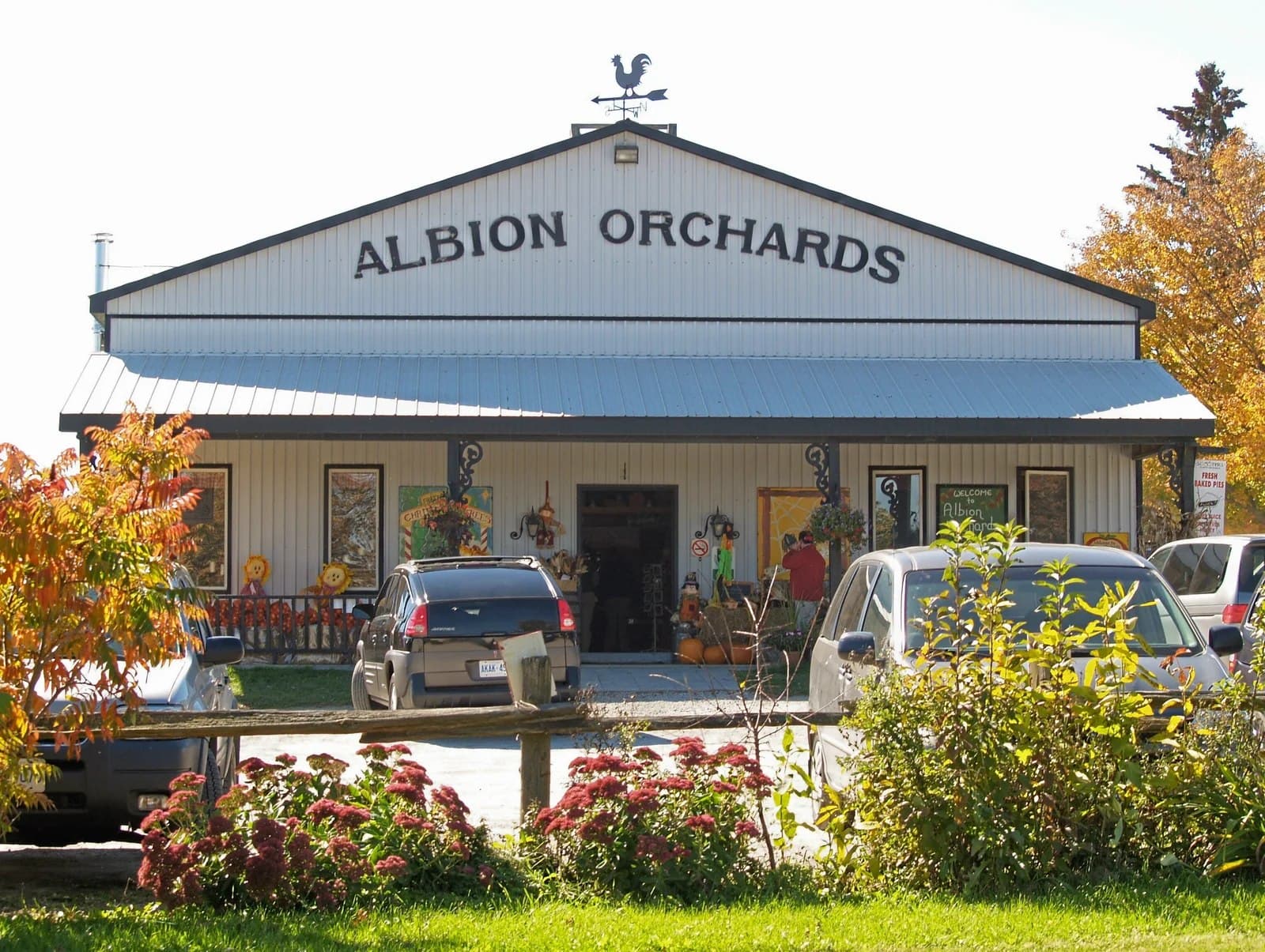The Albion Orchards farm store, a white barn with a rooster weathervane and pumpkins on the porch