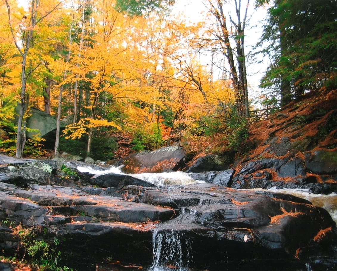 A trail through the forest at Arrowhead Provincial Park