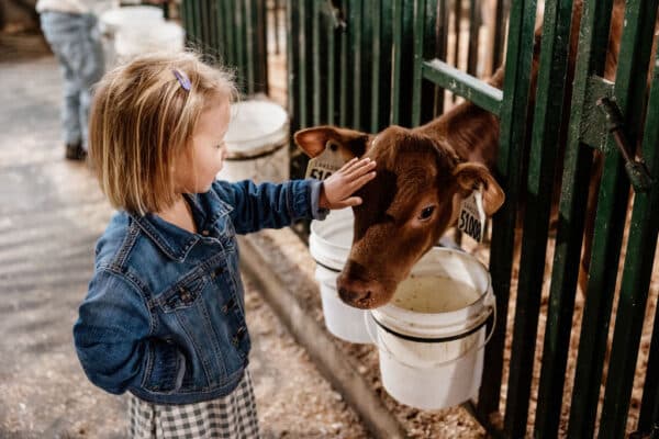 A small child reaching through a fence to pet a calf at Birchwood Dairy