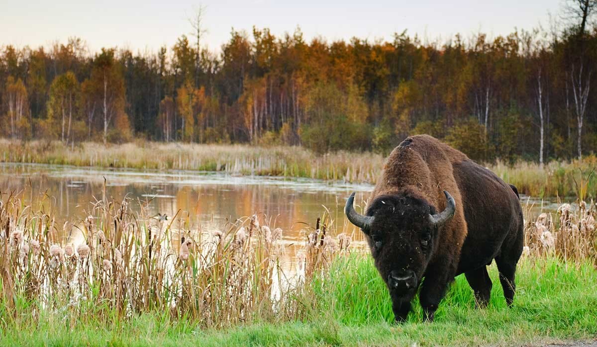 A plains bison standing in tall grass beside water at Elk Island National Park