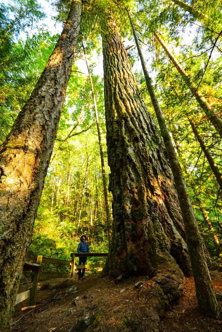 Tall second-growth trees along the Teapot Hill trail above Cultus Lake