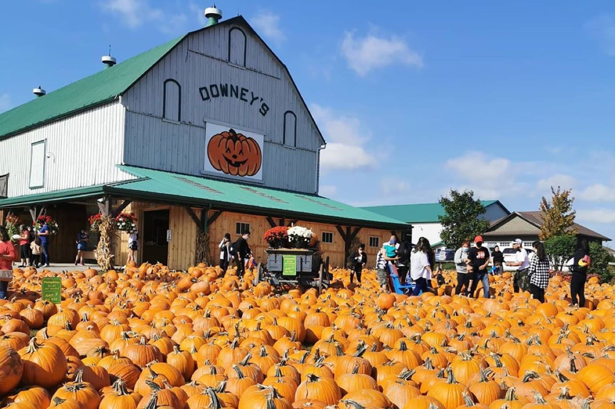 The Downey's barn behind a field of orange pumpkins, with visitors walking among them