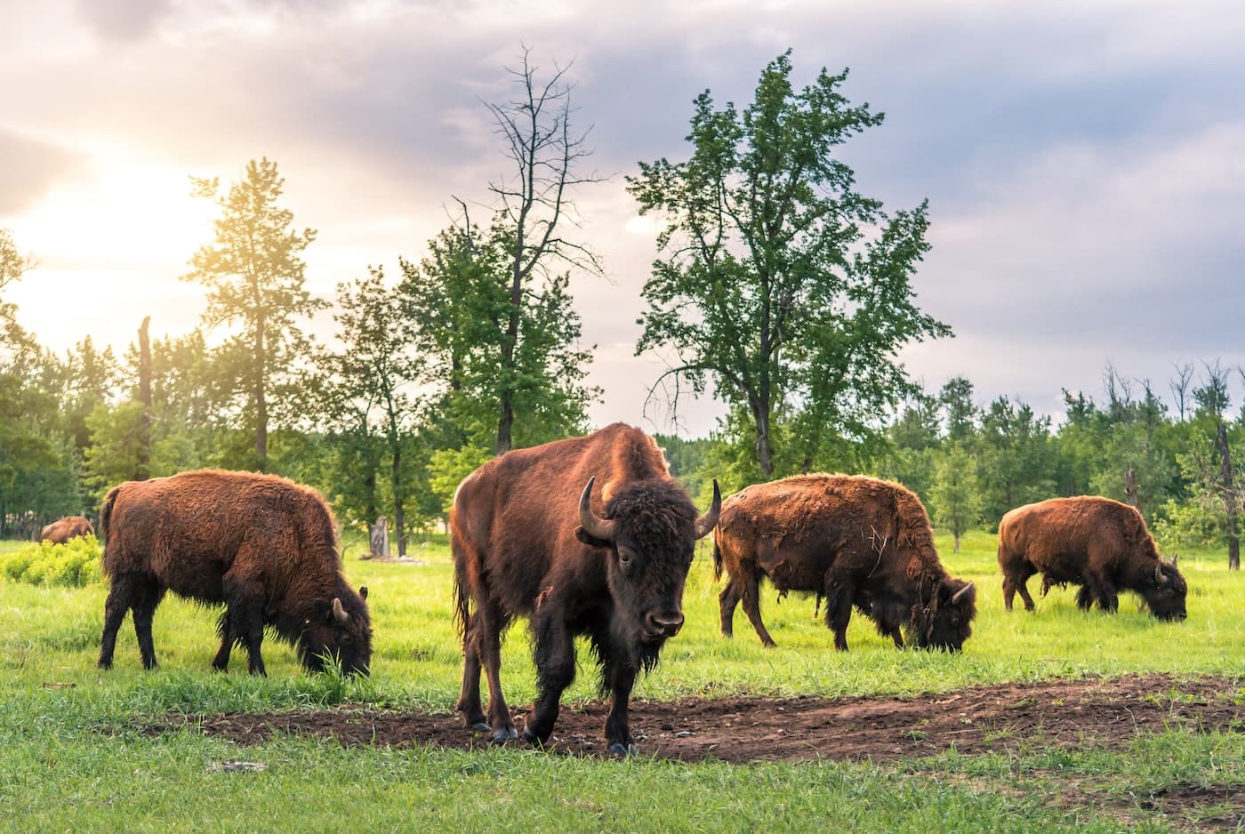 Plains bison grazing in a meadow at Elk Island National Park at sunrise