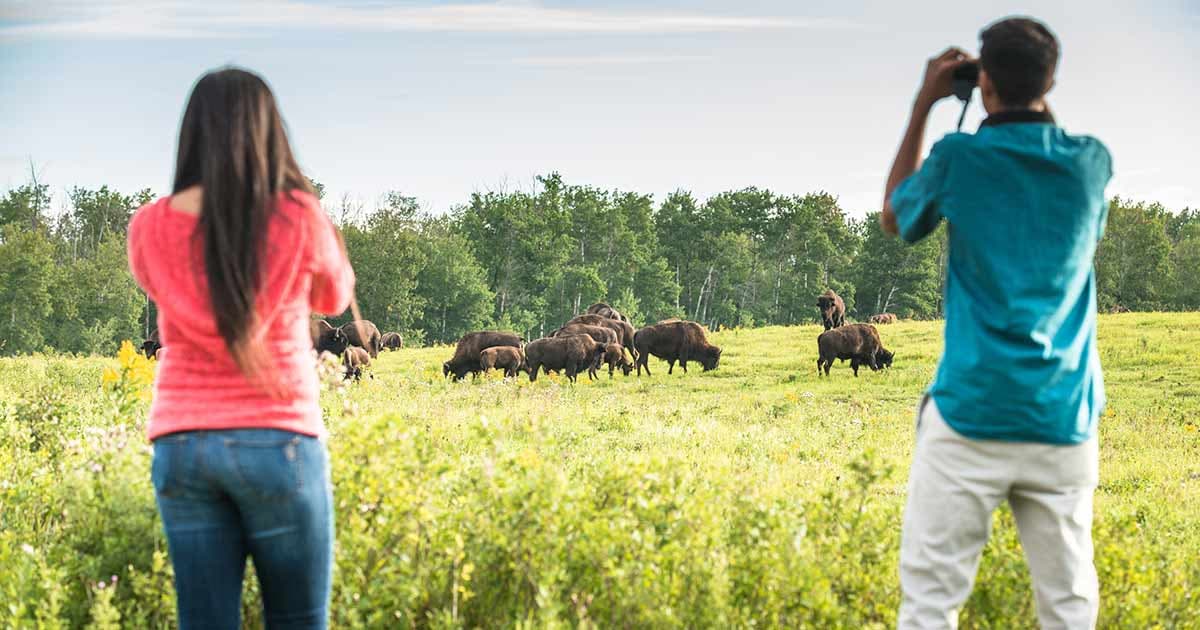 Two visitors watching a herd of bison across a meadow at Elk Island