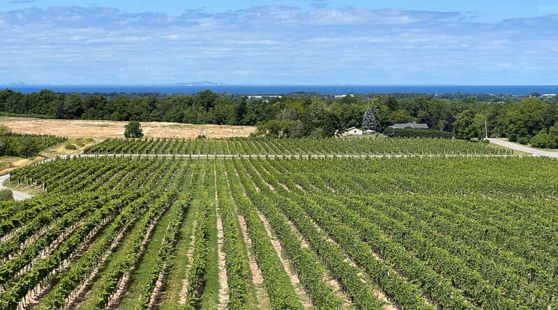 Long rows of vines running down a slope toward the lake on the horizon