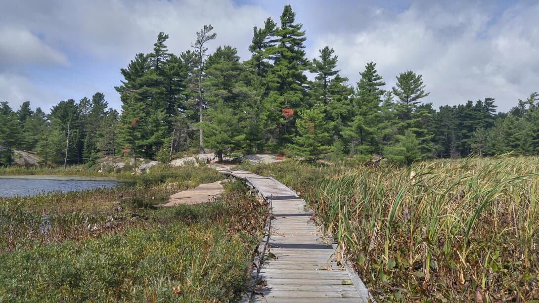 A boardwalk running through marsh grass towards pines and open water at Grundy Lake