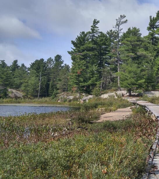 Pines growing out of granite above the water at Grundy Lake Provincial Park
