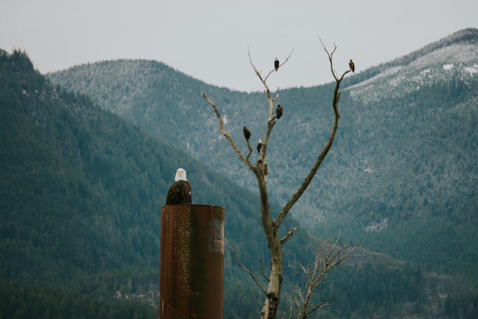 A bald eagle on a piling and more eagles in a bare tree, with the snowy Fraser Valley mountains behind