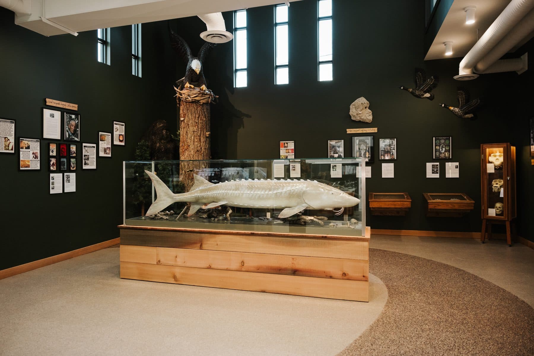 Inside the Sasquatch Museum in Harrison Hot Springs
