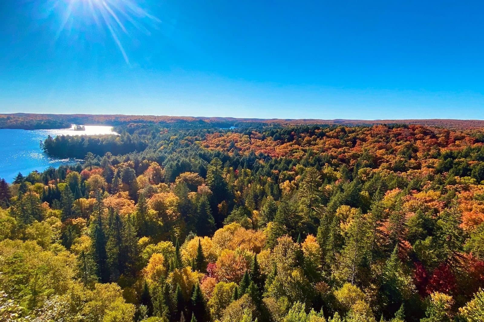 Fall colour across the forest and lakes of Algonquin, looking out from a lookout on a clear day