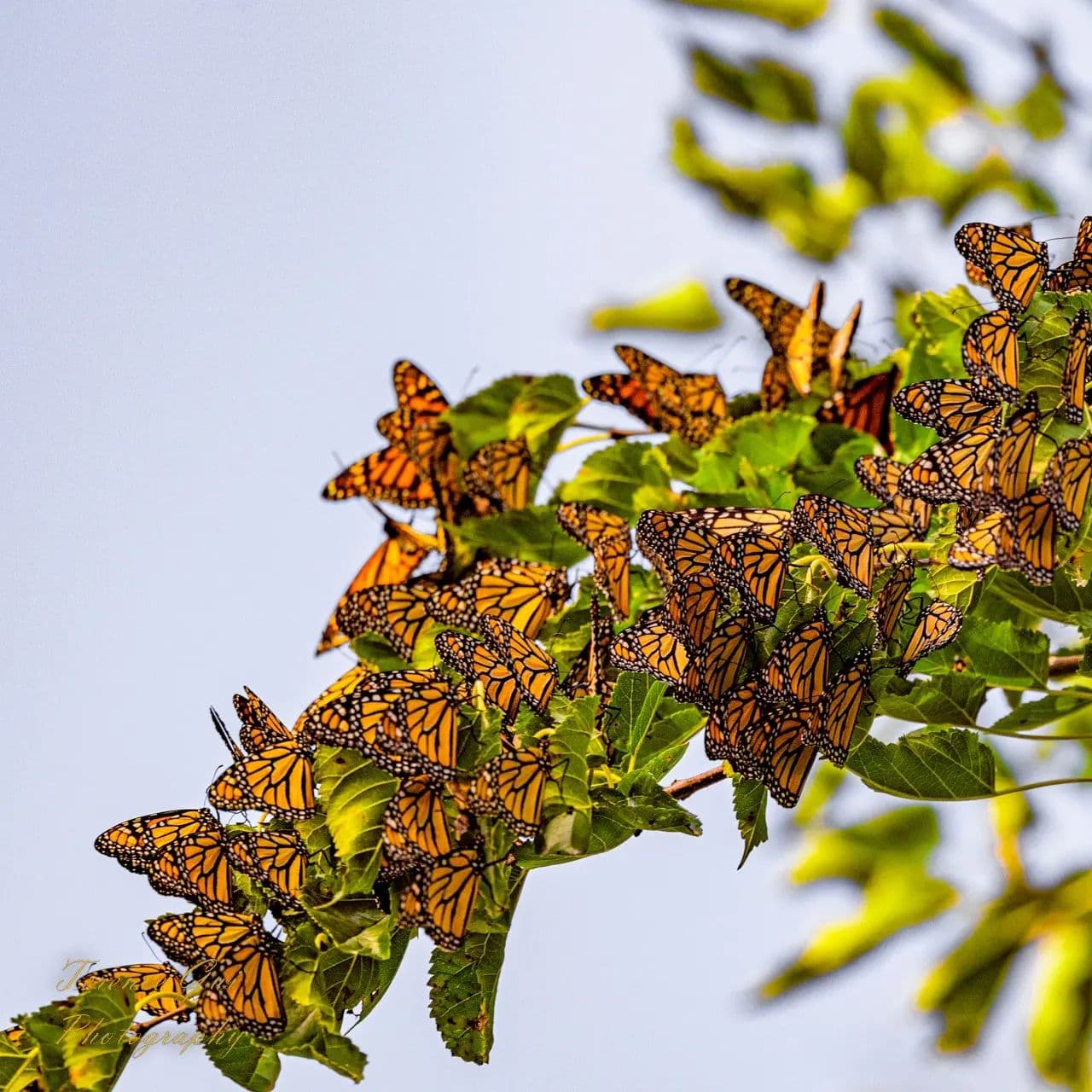 Dozens of monarch butterflies packed wing to wing along a leafy branch against a pale sky