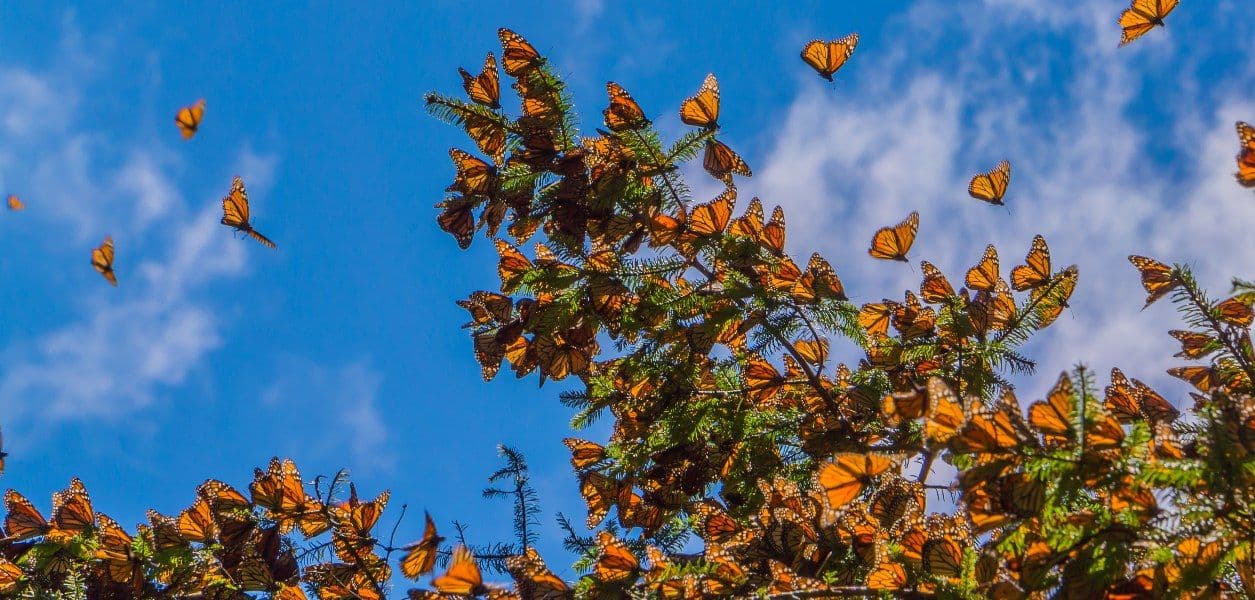 Monarch butterflies covering evergreen branches with more in flight against a blue sky