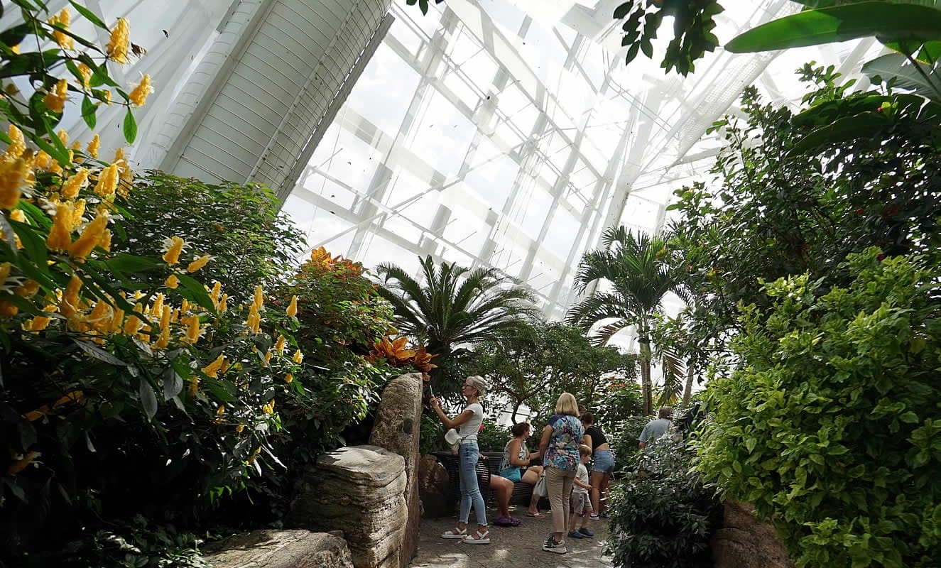 Inside the Butterfly Conservatory, palms and yellow flowers under the white glasshouse roof, visitors on the path