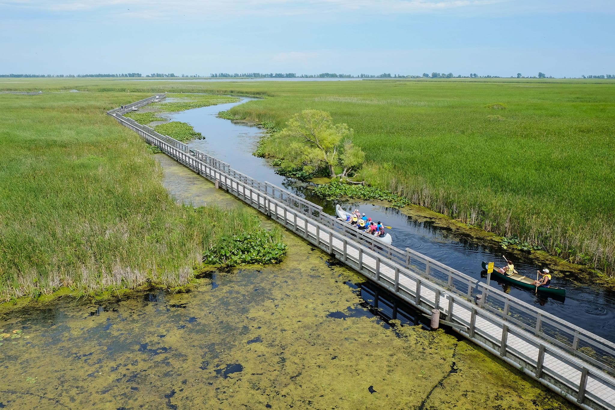 The Marsh Boardwalk winding through green marsh at Point Pelee, seen from the air