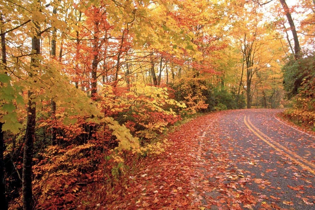 A park road under maples in full autumn colour, the asphalt covered end to end in fallen red leaves