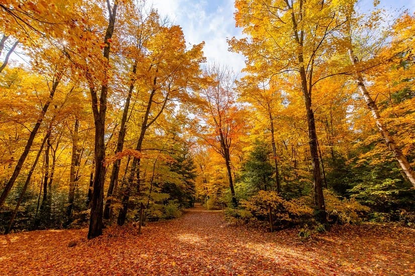 A wide forest trail buried in orange leaves, tall maples turning yellow and gold overhead
