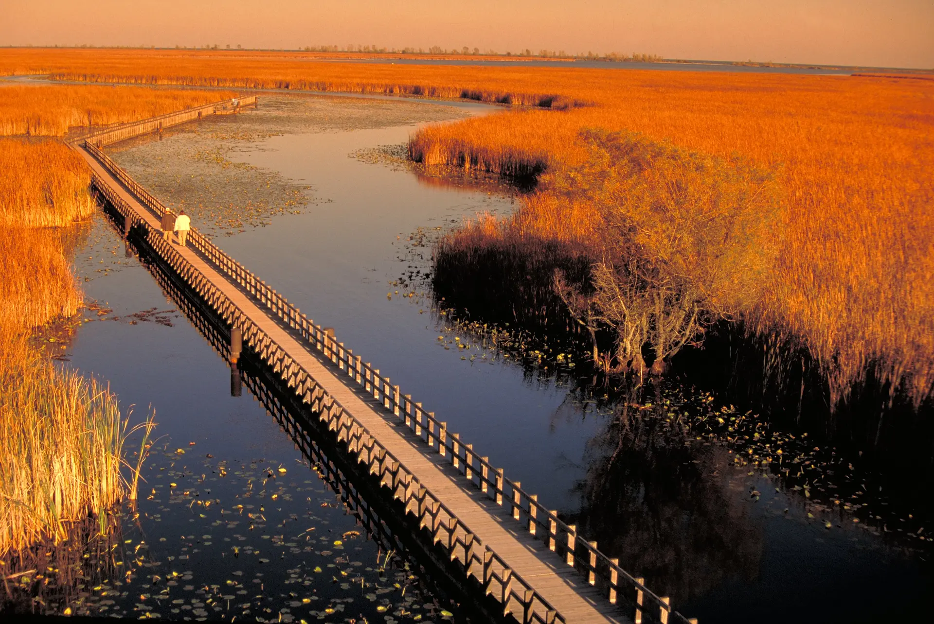The Marsh Boardwalk running through orange autumn reeds at Point Pelee