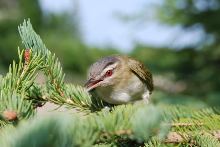 A red eyed vireo perched among pine needles, its pale eyebrow stripe clearly visible