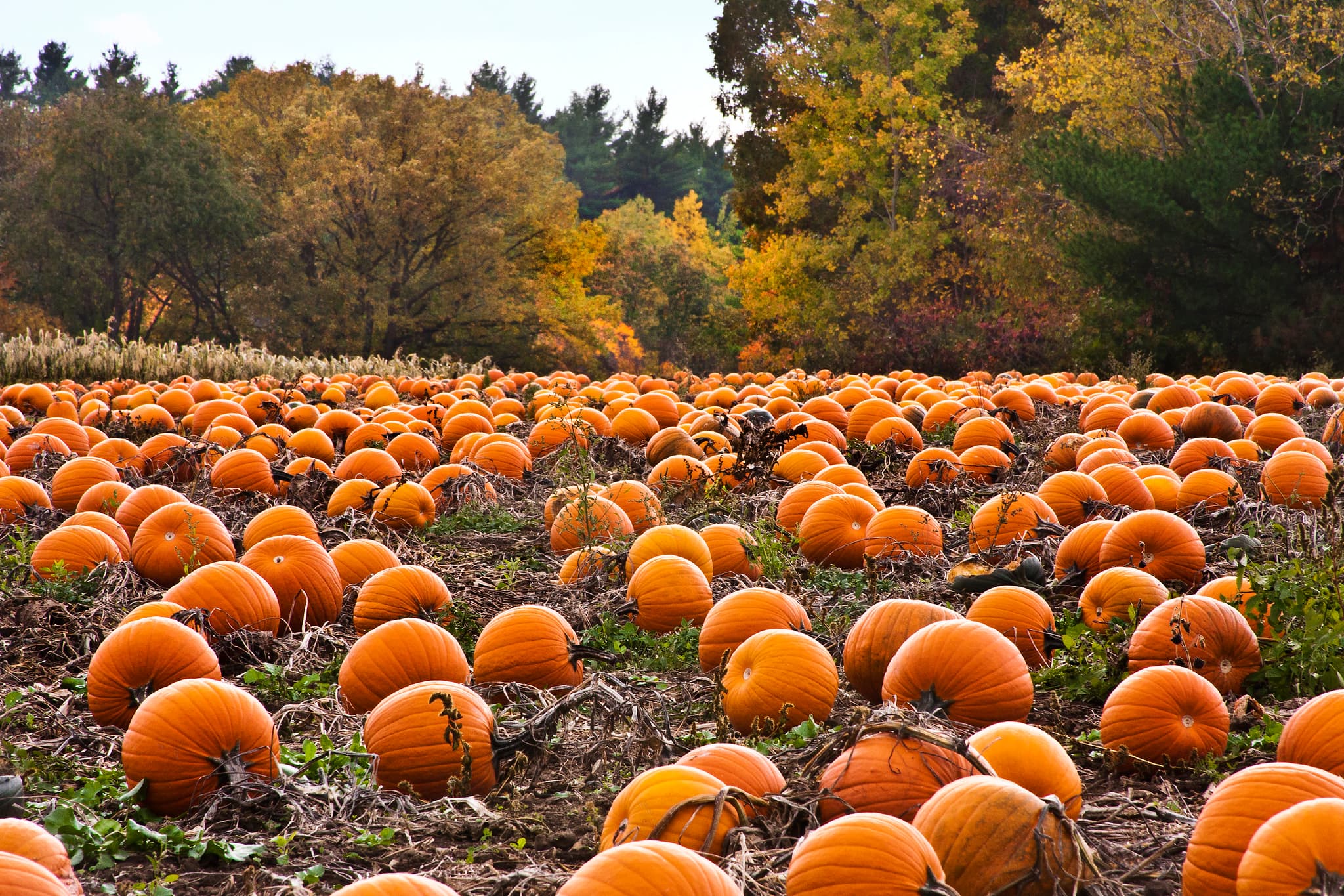 Pumpkins in a field at a harvest festival
