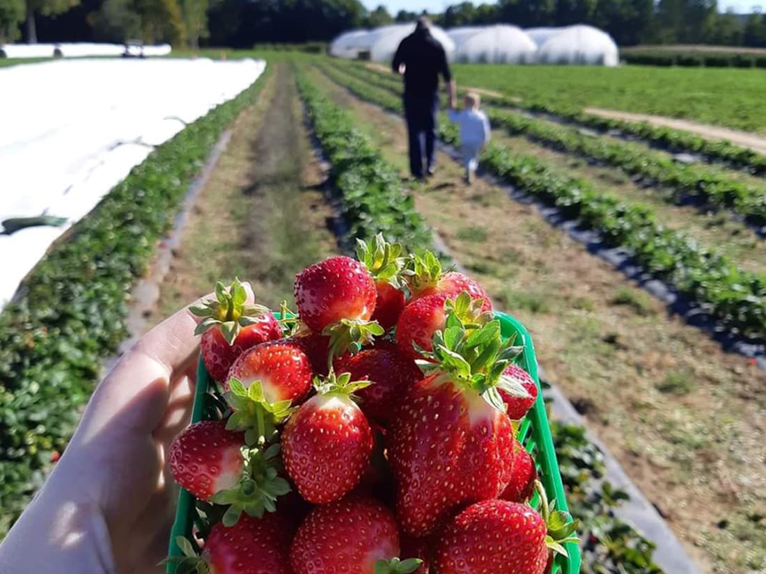 A basket of just-picked strawberries held above the rows at a pick-your-own farm