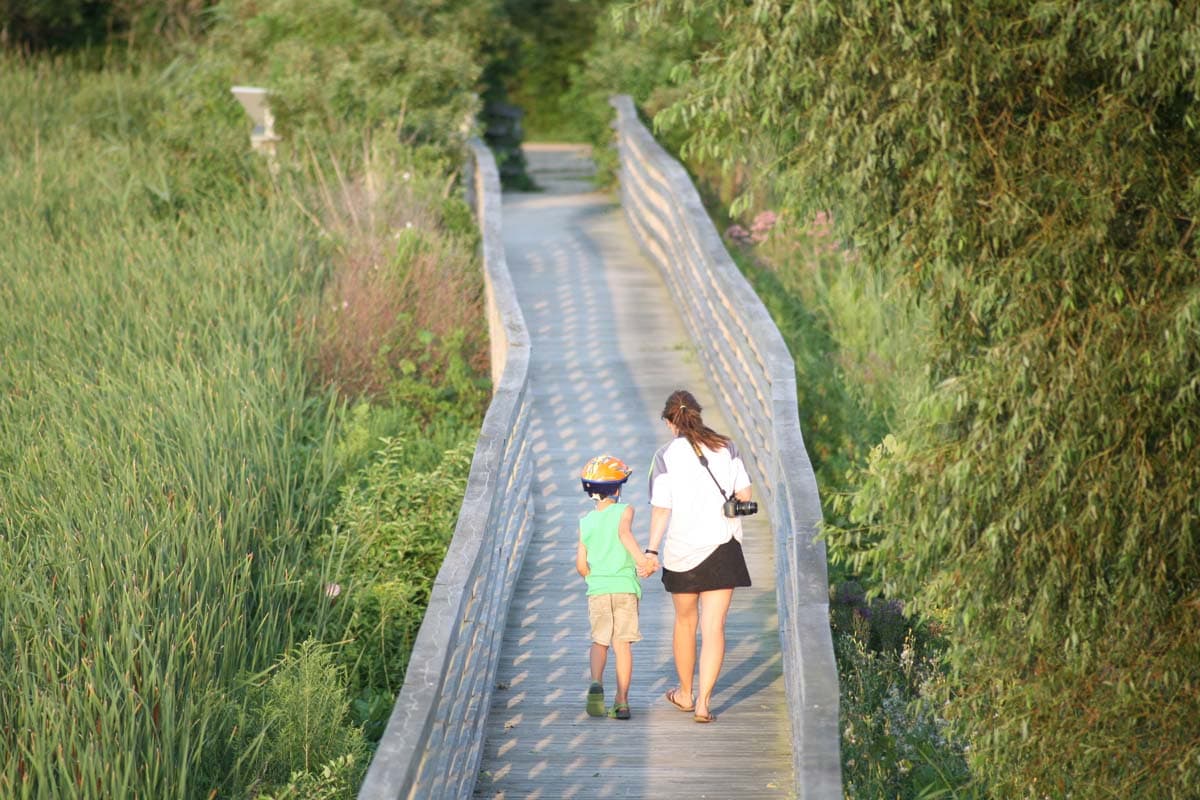 The boardwalk trail winding through the Carolinian forest at Rondeau Provincial Park