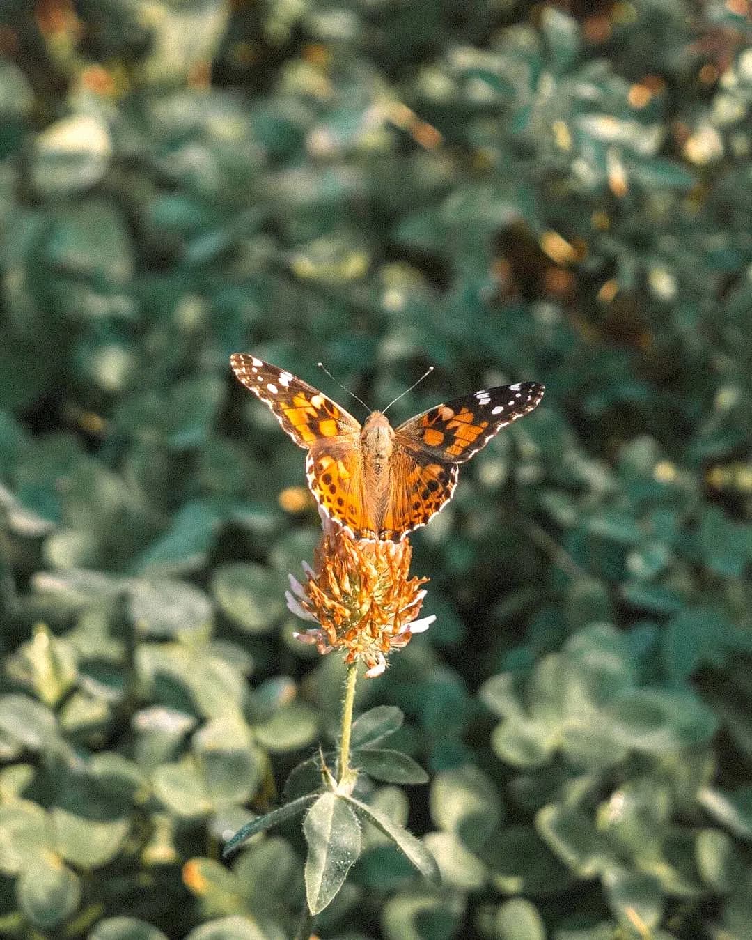A painted lady butterfly on a plant in the meadow at Rouge