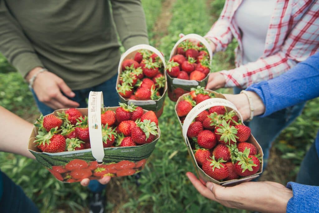 Several hands holding out cardboard baskets heaped with strawberries in the field