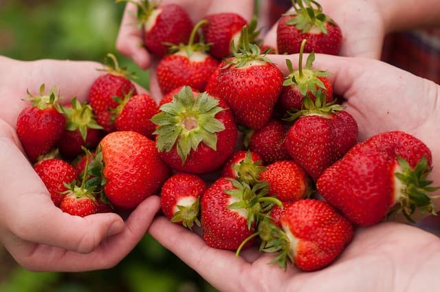Two cupped hands full of just-picked strawberries with their stalks still on