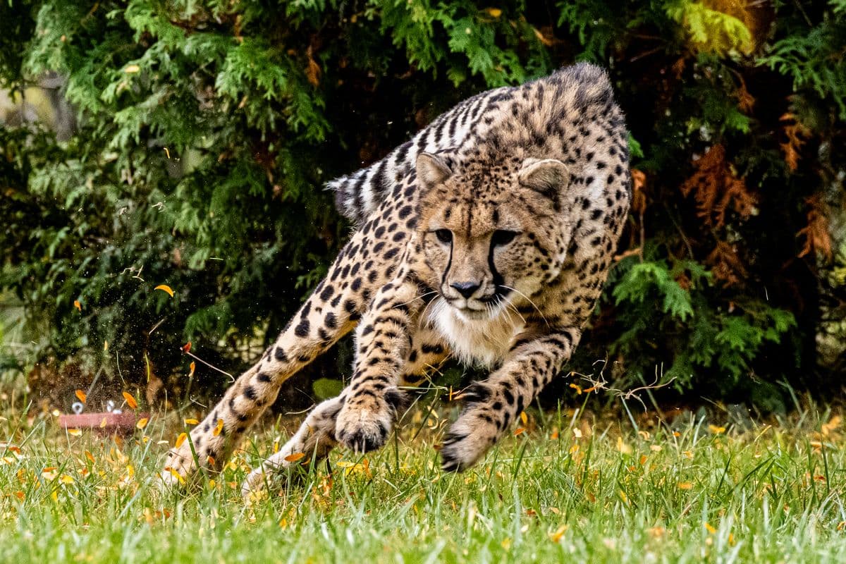 A cheetah running across the grass at the Toronto Zoo