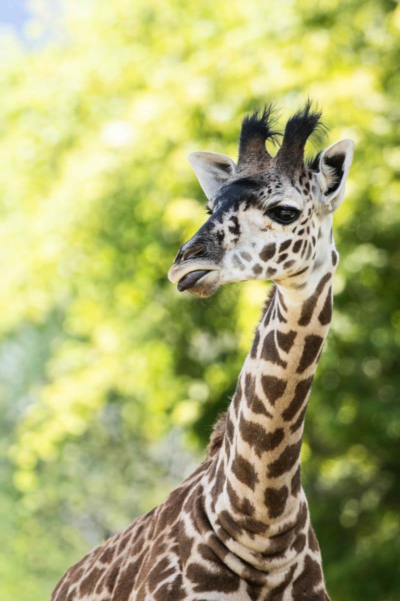 A Masai giraffe against green summer foliage at the Toronto Zoo