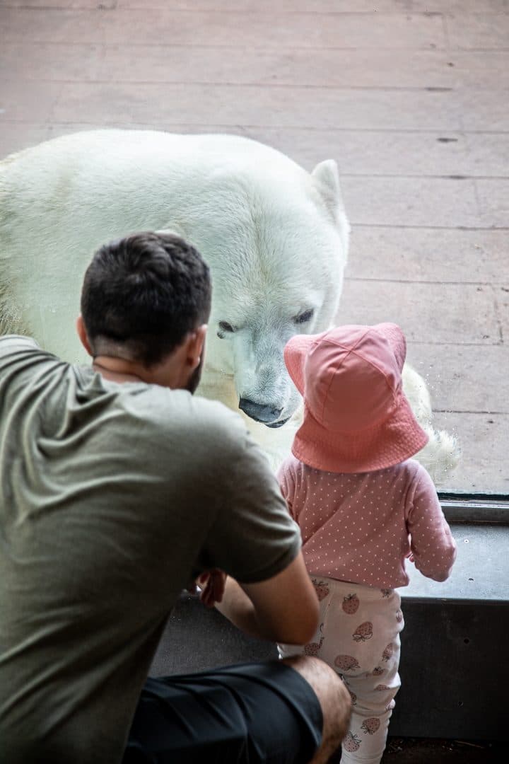 A father and small child watching a polar bear through the glass at the Toronto Zoo