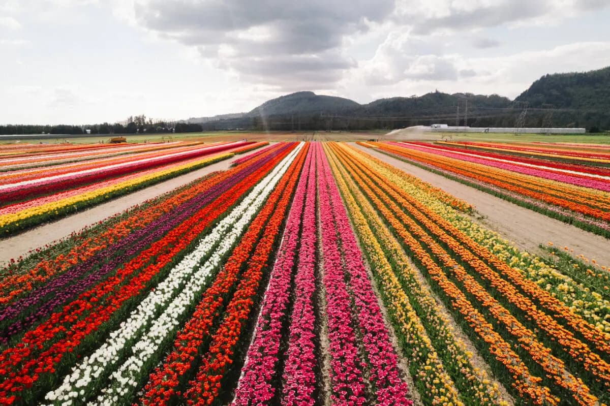 Striped rows of tulips running away to the North Cascades under a wide sky