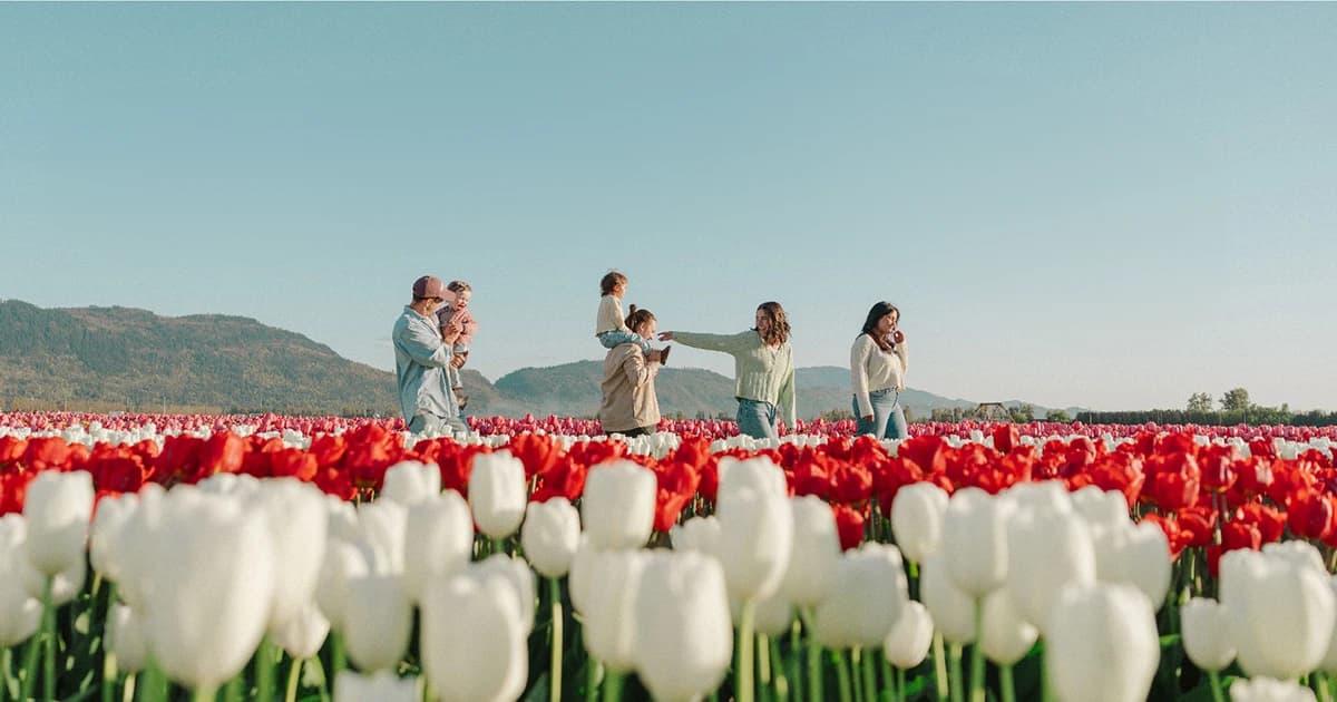 People walking a path between beds of white tulips with mountains behind