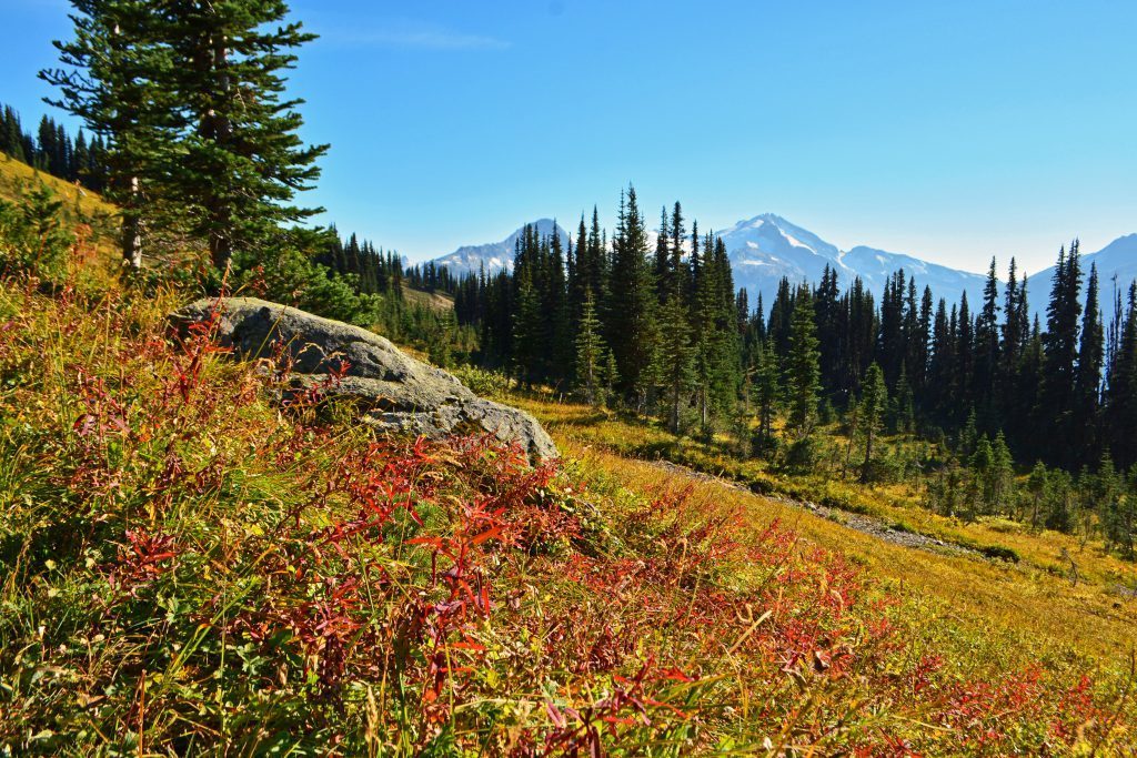 Alpine meadow and peaks in Garibaldi Provincial Park