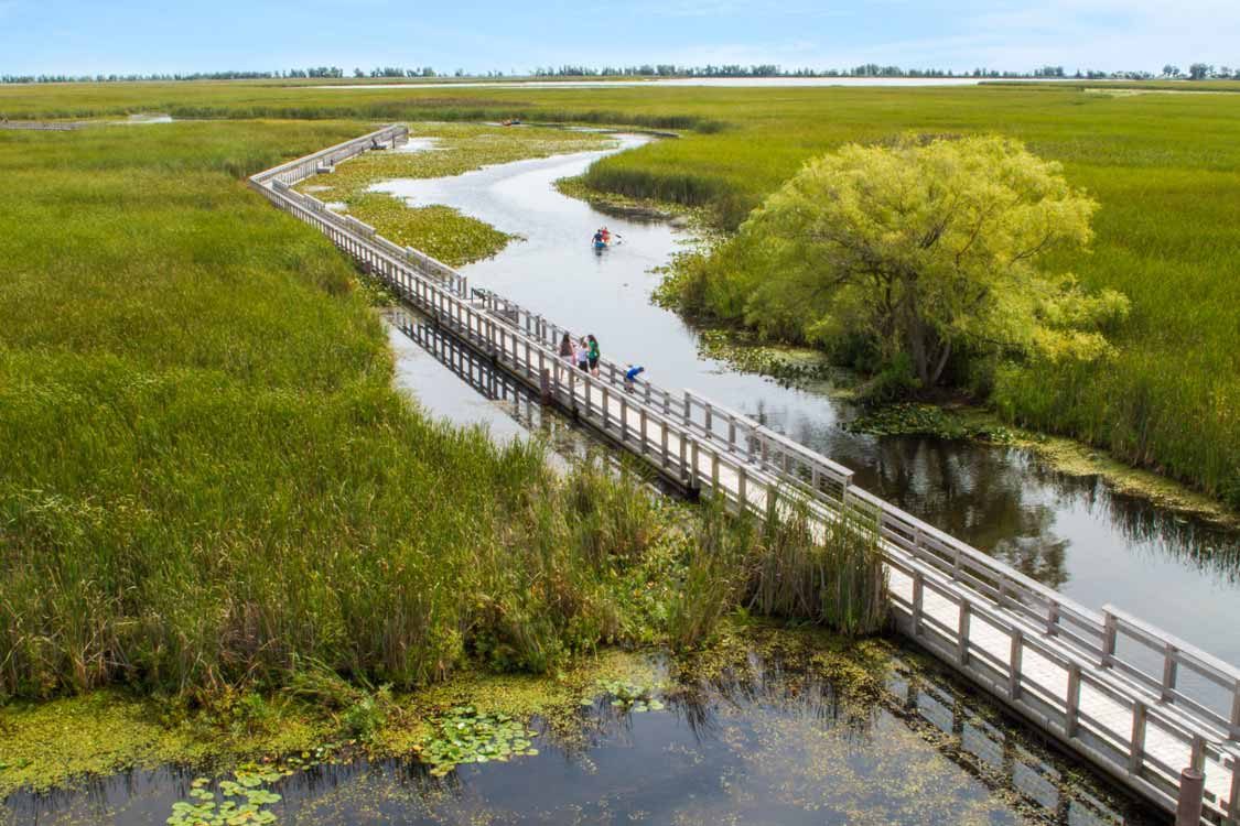 The marsh boardwalk at Point Pelee