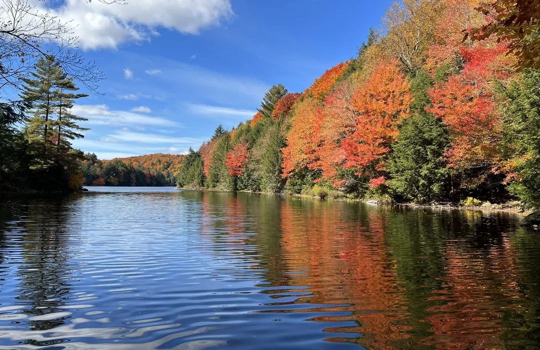 A lake lined with red and orange maples under a clear blue sky