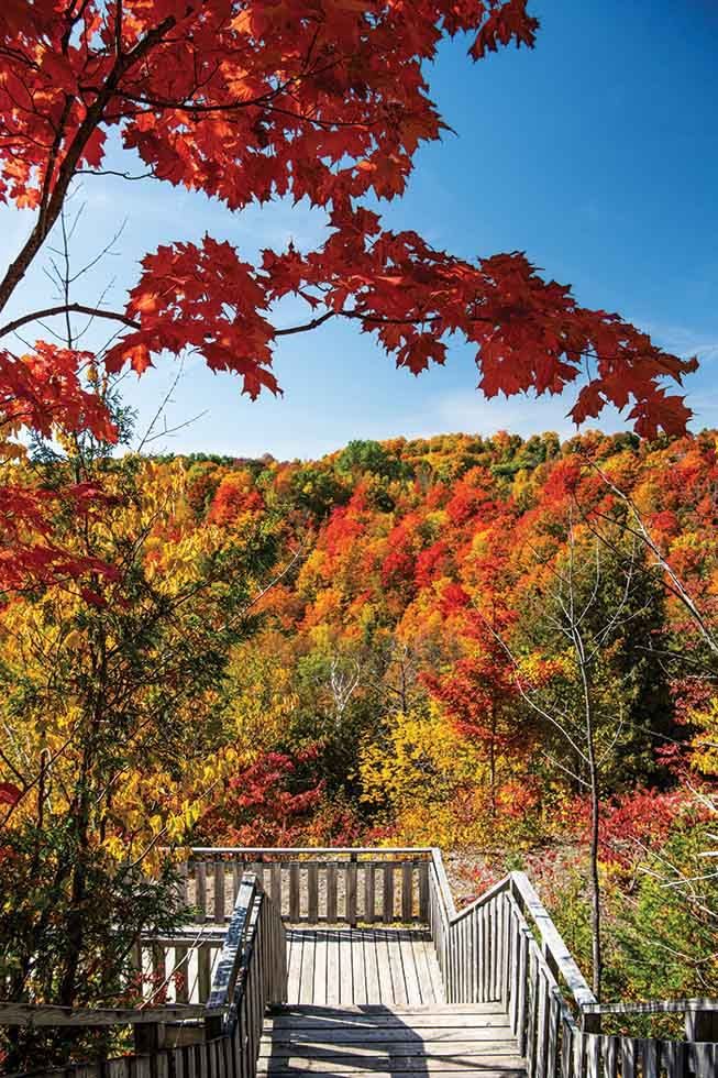 Red maple leaves above a wooden staircase leading down into autumn forest