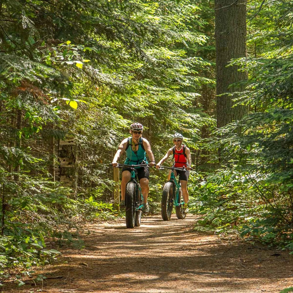 Two cyclists riding wide tyre bikes along a forest trail