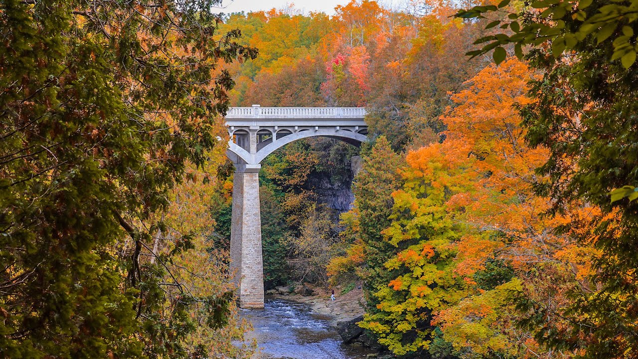 Orange and gold trees around the bridge over the Elora Gorge