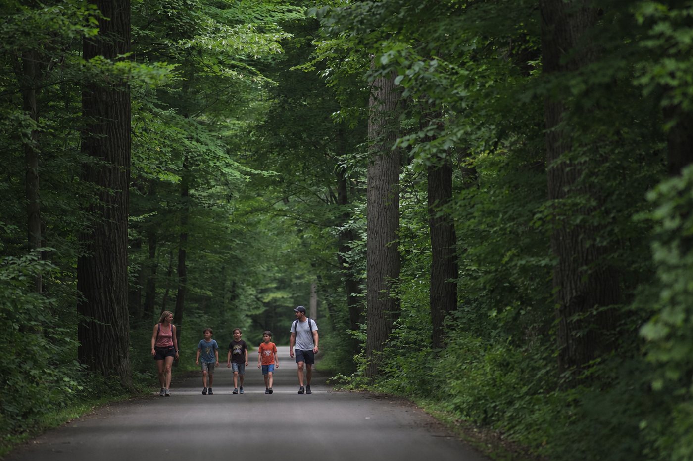 Walkers on a forest road under tall pines