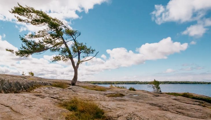 Windswept pine at Killbear Provincial Park